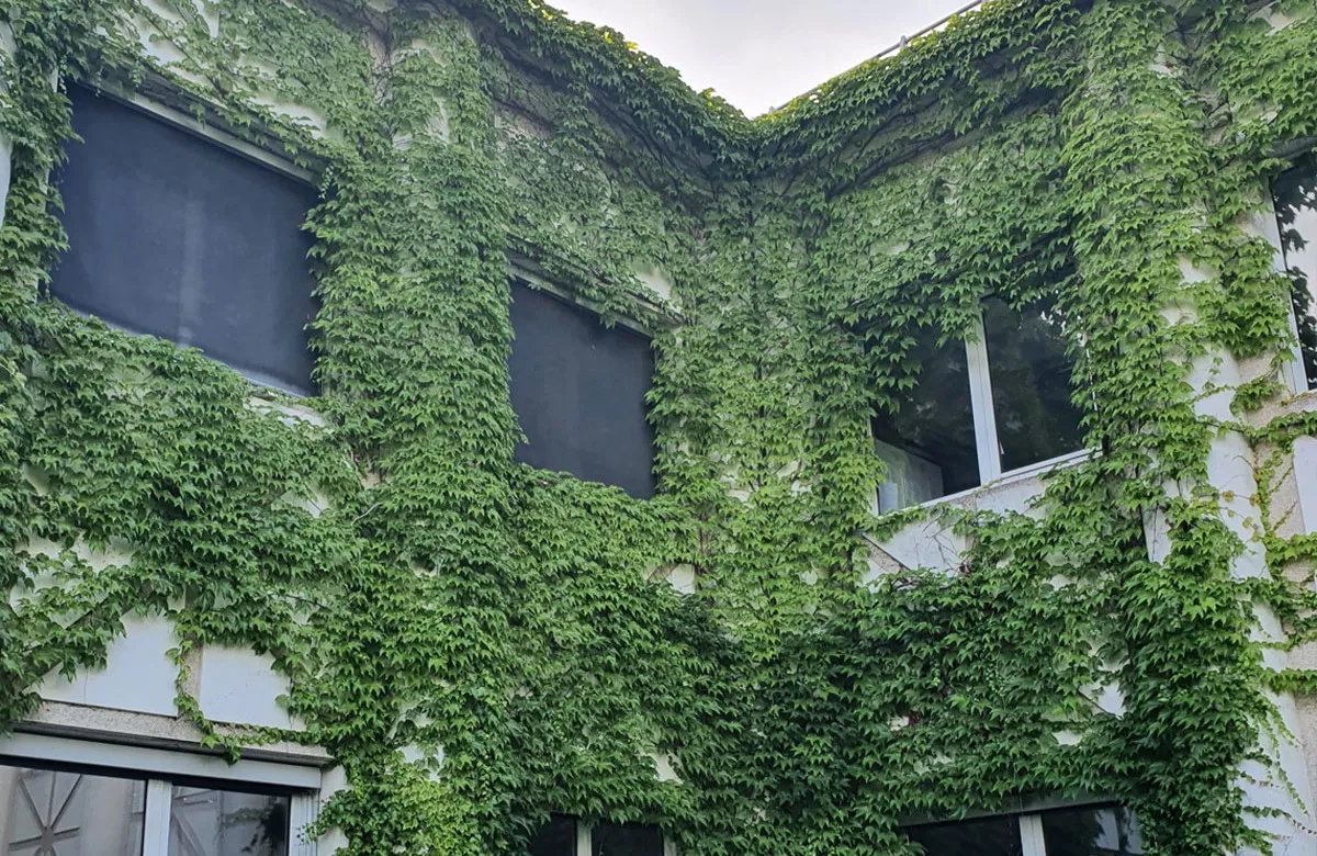 Avant Arrachage lierre façade Grenoble